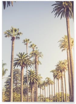 Poster Palmiers de Beverly Hills | A3 : 29,7x42cm