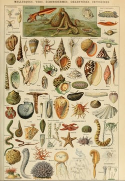 Puzzle 1000 pièces - Illustration du Larousse pour Tous : Mollusques, XIXè Siècle - Grafika