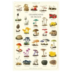 Longue vue editions - Champignons de France - Affiche 40 x 60 cm