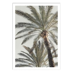 Affiche 30x40 cm - Palm_005 - Pictufy Studio III