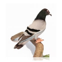 Pigeon Voyageur 20cm – ANIMA - Hansa - Beige