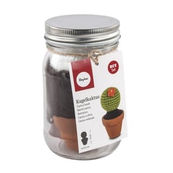 Kit: Cactus boule, 4,5cm 9cm, verre 1pce.