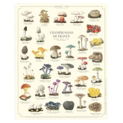 Longue vue editions - Champignons de France - Affiche 24 x 30 cm