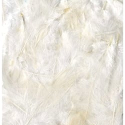 Plumes blanches 12 cm - Artemio