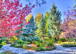 Puzzle 500 pièces - Forêt Colorée, Colorado, USA - Grafika