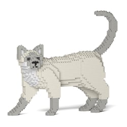 Chat Tonkinois | JEKCA | 14 ans et +
