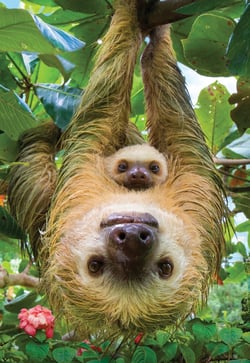 Puzzle 250 pièces - Save the Planet - Sloth - Eurographics