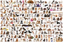 Puzzle 2000 pièces - Chiens - Eurographics
