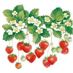 4 serviettes en papier découpage collage 33 cm FRAISE D ETE FR 103