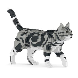 Chat American Shorthair | JEKCA | 14 ans et +