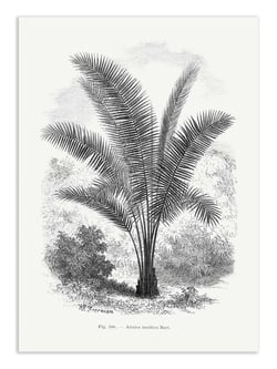 Affiche 50 x 70 cm -  Vintage Palm Tree Drawing Vii - Les Palmiers Histoire