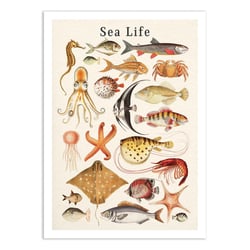 Affiche 30x40 cm - Sea life collection - Gal Design