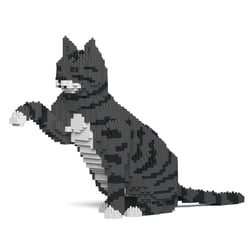 Chat Tigré gris foncé qui donne la patte | JEKCA | 14 ans et +
