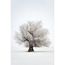 Tableau sur toile arbres enneigés 30x45 cm