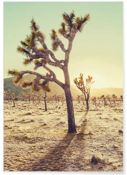 Affiche Nature Desert 1 | A3 : 29,7x42cm