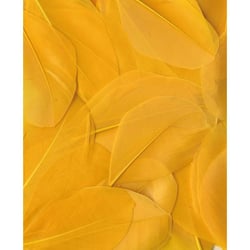 PLUMES JAUNES - 6 CM