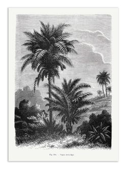 Affiche 50 x 70 cm -  Vintage Palm Tree Drawing V - Les Palmiers Histoire