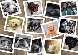 Puzzle 2000 pièces - Chiens - Grafika