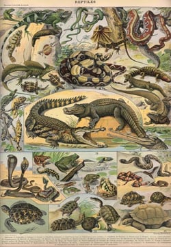 Puzzle 1000 pièces - Illustration du Nouveau Larousse Illustré : Reptiles, 1897-1904 - Grafika