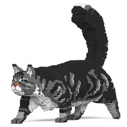 Chat Maine Coon gris | JEKCA | 14 ans et +