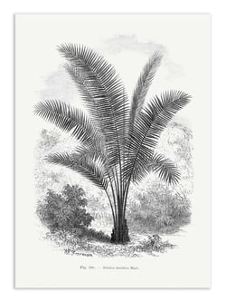 Affiche 30 x 40 cm - Vintage Palm Tree Drawing Vii - Les Palmiers Histoire