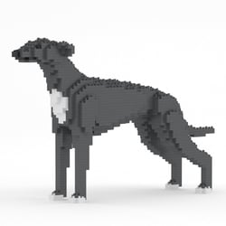 Chien Lévrier Anglais gris Taille standard | JEKCA | 14 ans et +