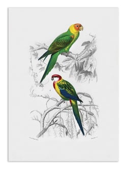 Affiche 30 x 40 cm - Birds - Charles Dessalines