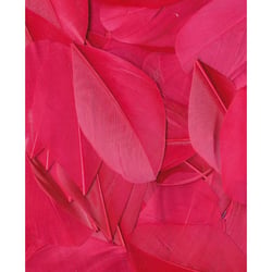 PLUMES FUCHSIA - 6 CM