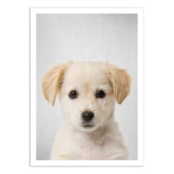 Affiche 30x40 cm - Golden retriever puppy - Gal Design