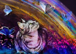 Puzzle 500 pièces - Le Chat et l'Arc-en-Ciel - Grafika