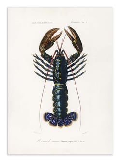 Affiche 30 x 40 cm - Crimson Crawfish - Charles Dessalines D