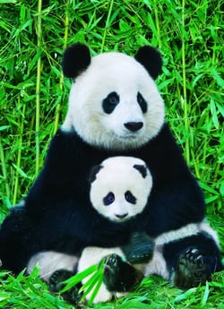 PUZZLE 1000P PANDA ET SON BEB EUROGRAPHICS