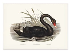 Affiche 50 x 70 cm -  Black Swan - Elizabeth and John