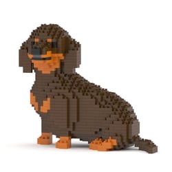 Chien Teckel qui tourne la tête marron et feu Taille standard | JEKCA | 14 ans et +