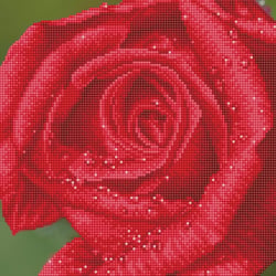 Rosée de rose