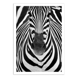 Affiche 30x40 cm -  Zebra Face - Juan Duran