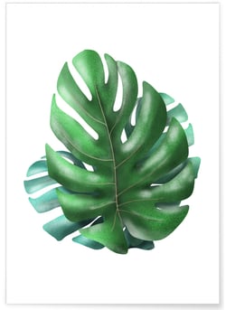 Affiche Monstera | A3 : 29,7x42cm