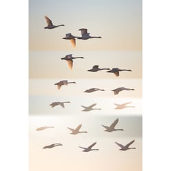 Tableau sur toile oiseaux sauvages 65x97 cm