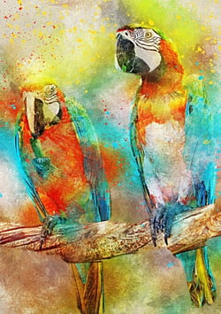 Puzzle 1000 pièces - Parrots - Bluebird Puzzle