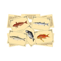 J'apprends à reconnaîtres les poissons