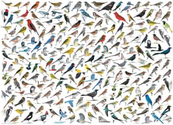 Puzzle 1000 pièces - Le Monde des Oiseaux - Eurographics