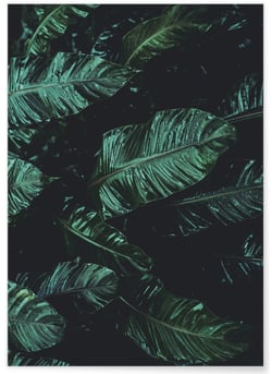 Poster Nature feuille de palmier de banane | A3 : 29,7x42cm