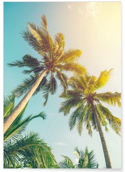 Poster Cocotier et Ciel Vintage | A3 : 29,7x42cm