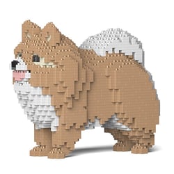 Chien Spitz Nain beige et blanc Taille standard | JEKCA | 14 ans et +