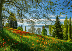 Puzzle 1000 pièces - Champ de Tulipes - Ile de Mainau - Schmidt Spiele