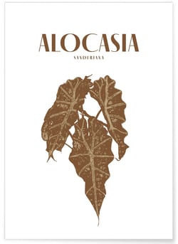 Affiche 'Alocasia' | A3 : 29,7x42cm