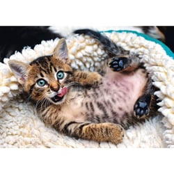 Puzzle 1000 pièces - Chaton - Trefl