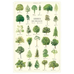 Longue vue editions - Arbres de France - Affiche 40 x 60 cm