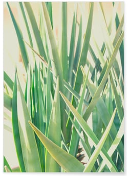 Poster Palm Tree Leaf 1 | A3 : 29,7x42cm