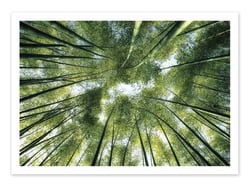 Affiche 50 x 70 cm -  Bamboo jungle - Manjik Pictures